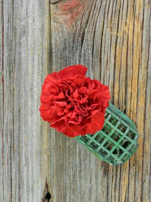 GRAN SOLE  RED CARNATIONS